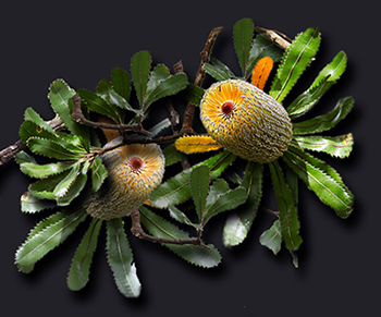 Beautiful Yellow Banksia beautiful yellow banksia